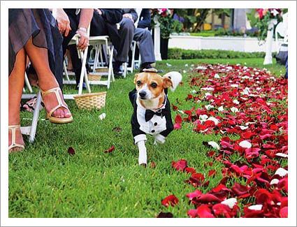 Foto, Proyect Wedding Mascotas en la boda