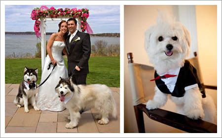 Foto izq, Designer duds for dogs - Foto dcha, Proyect Wedding Mascotas en la boda