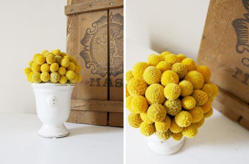 Flores para bodas: Craspedia o Billy button Flores para bodas: Craspedia o Billy button