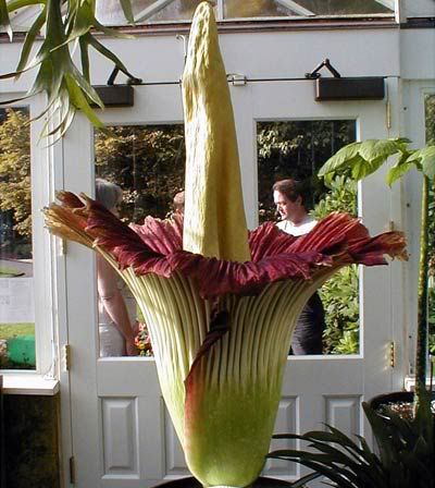 Corpse Flower 3 Pictures, Images and Photos