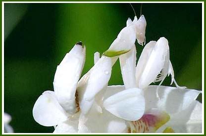 Marvellous Orchid Pictures, Images and Photos