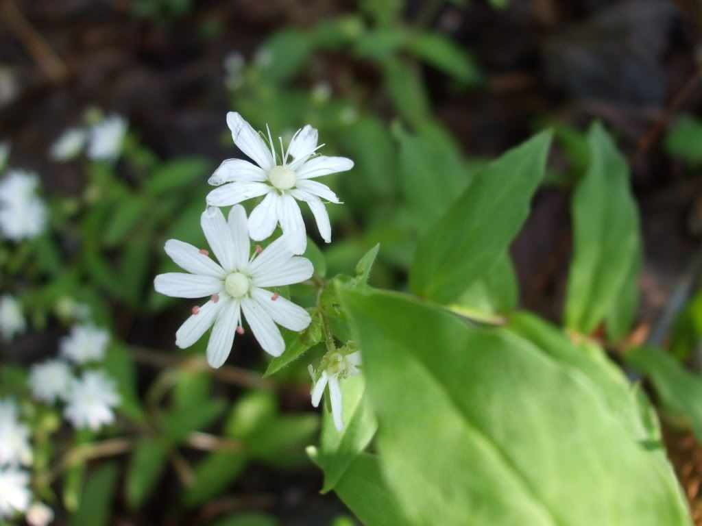 phone camera's for your ebay/etsy business? - Work-at-Home Business