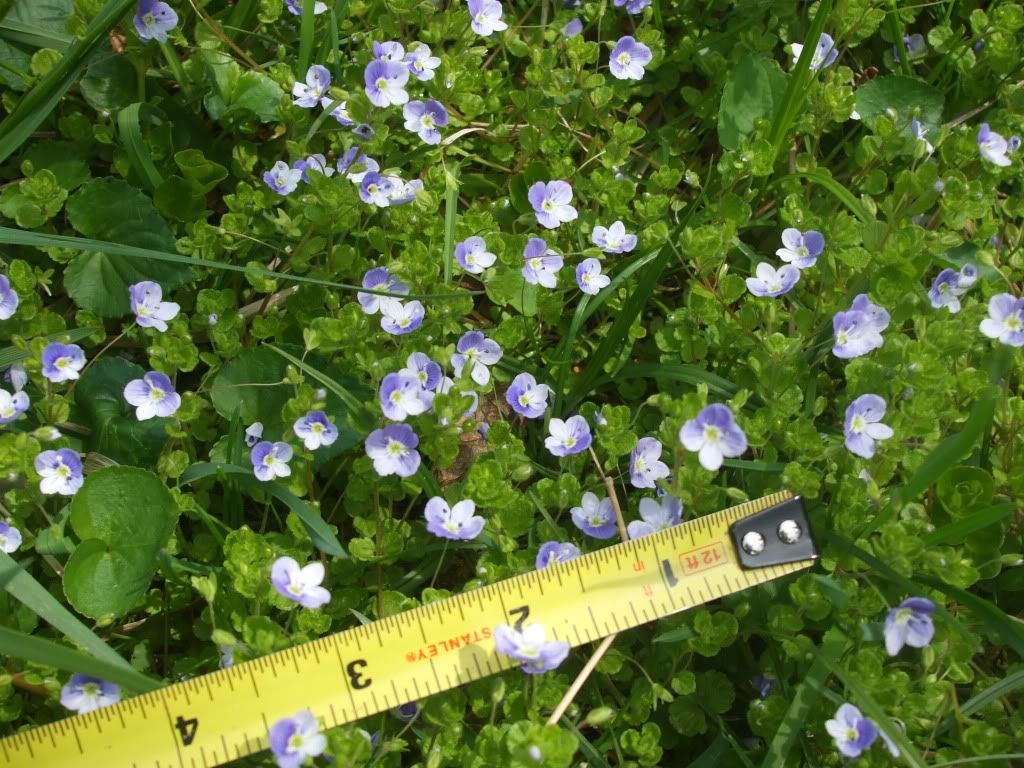 phone camera's for your ebay/etsy business? - Work-at-Home Business