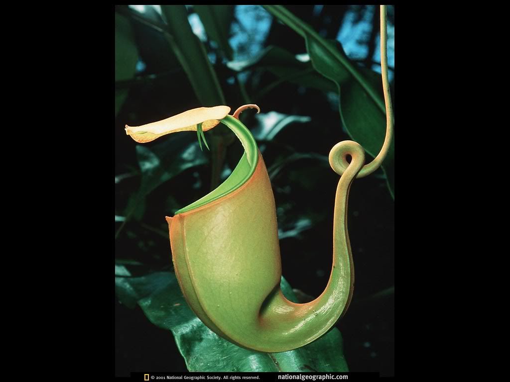 ngm1999_02p124.jpg