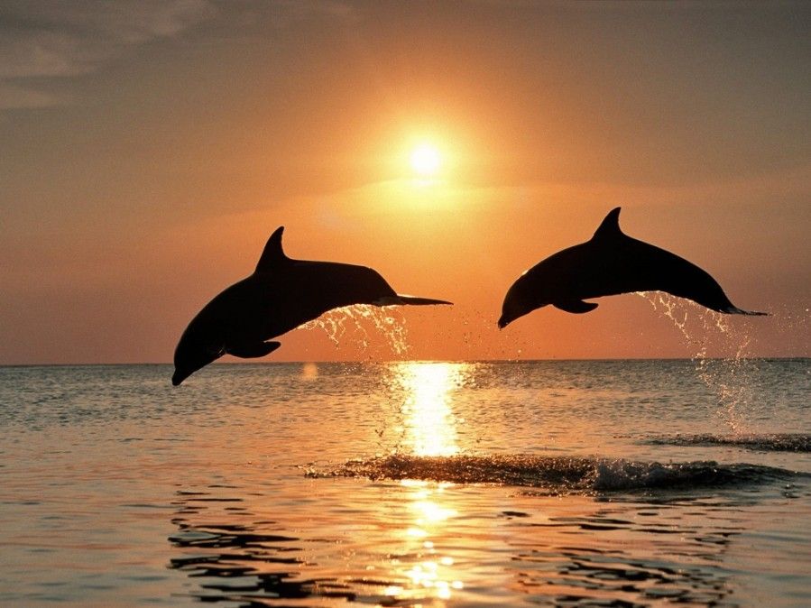 Animal-Dolphins-Bottlenose-Jumping0.jpg