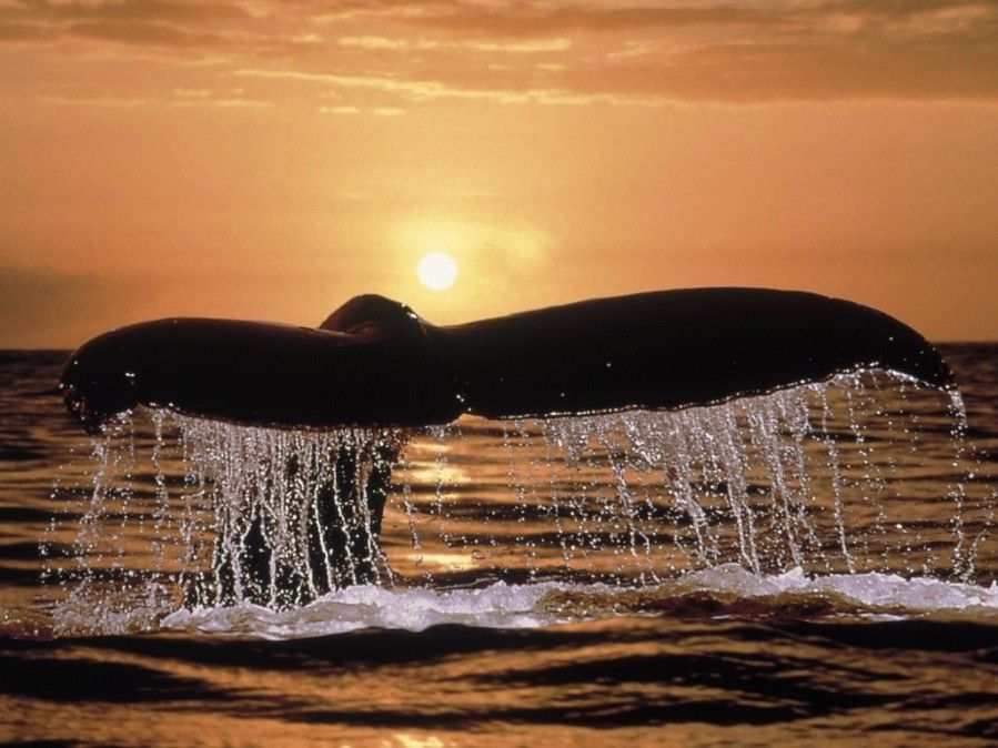 Animal-WhaleTail01.jpg