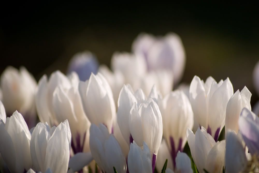 Crocusjpgscaled1000.jpg
