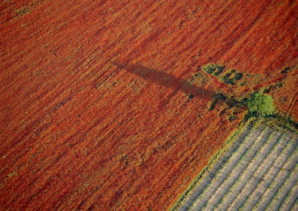 Field_of_poppies_Provence_Fran.jpg