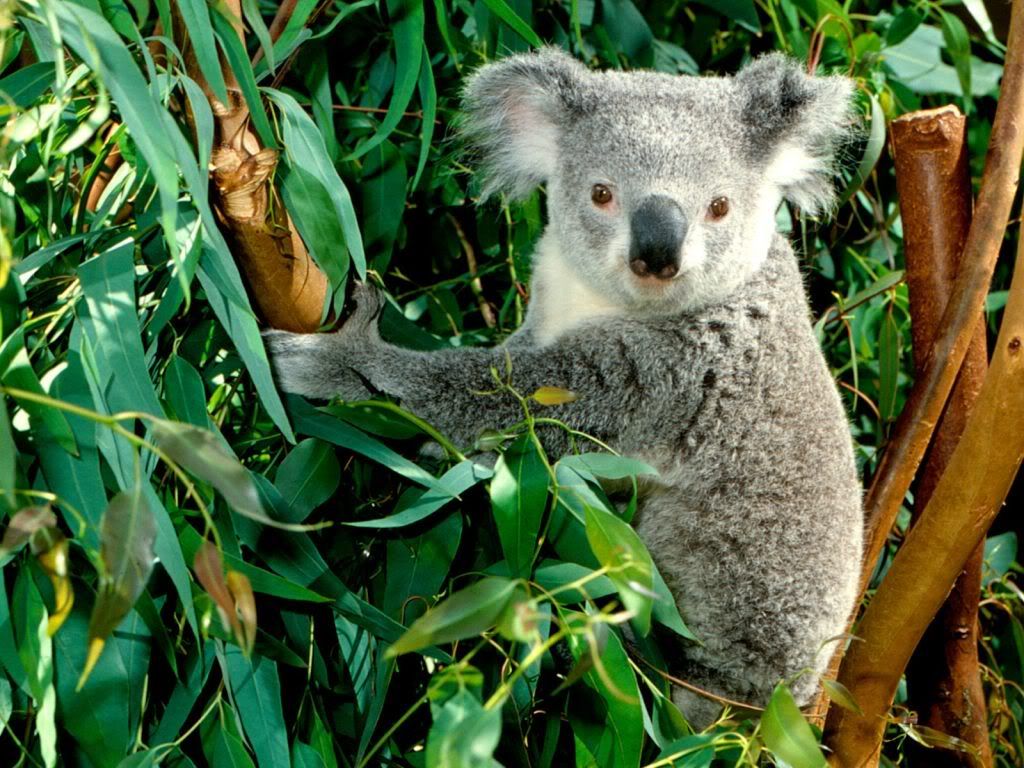 HangingOutKoala.jpg