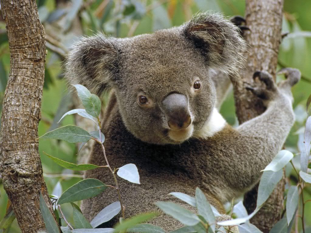 KoalainEucalyptusTreeAustralia.jpg