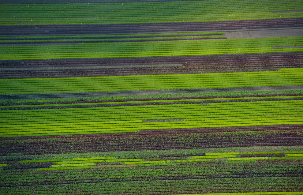 Lines_of_crops_growing_near_th.jpg