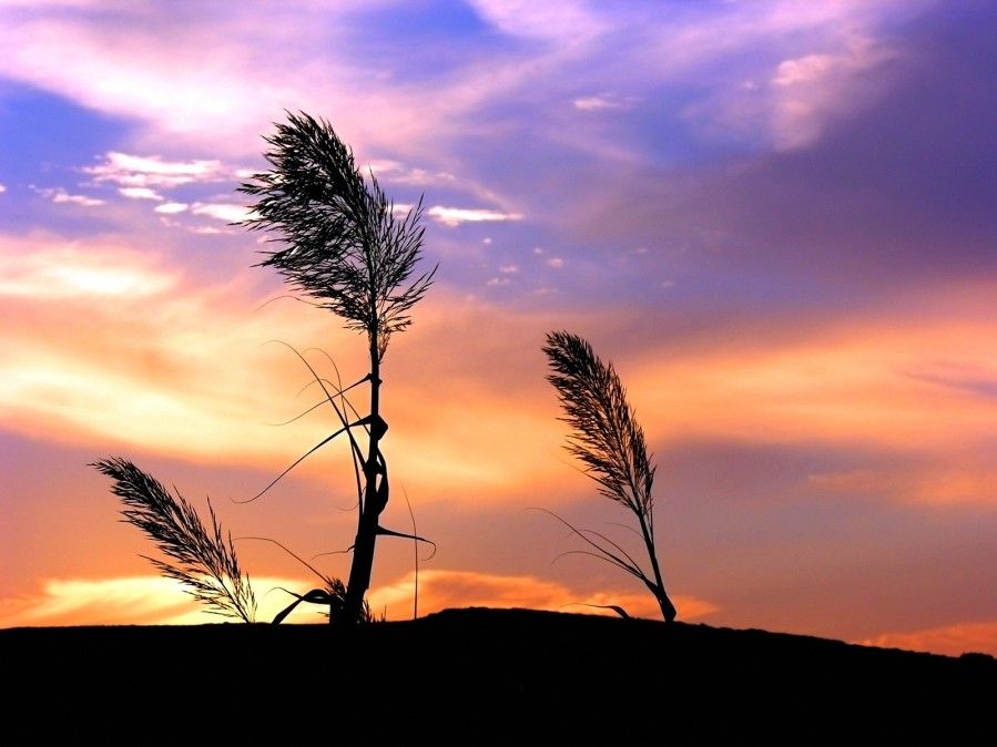 Nature-GrassSky01.jpg