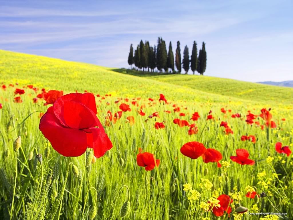RedPoppiesTuscanyItaly.jpg