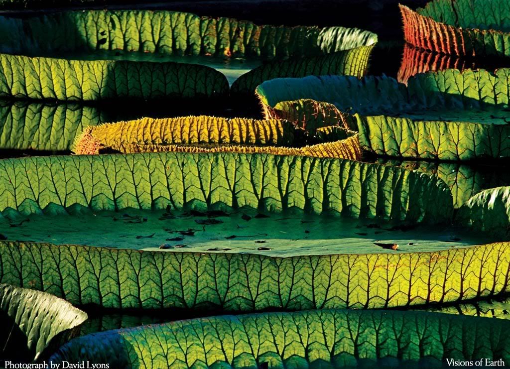 Wallpaper8.jpg