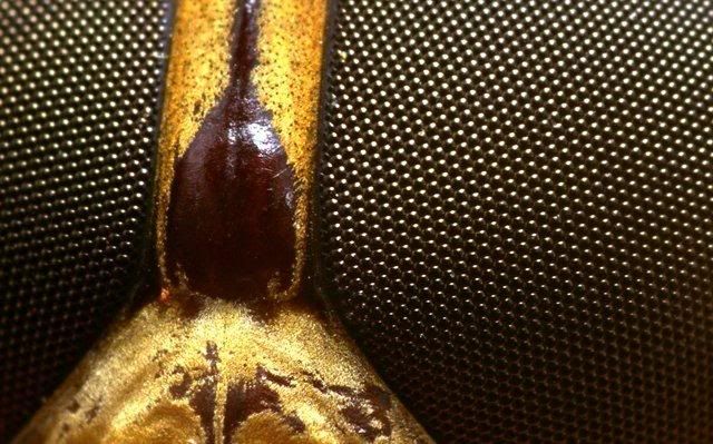 macro-photography-7_01.jpg