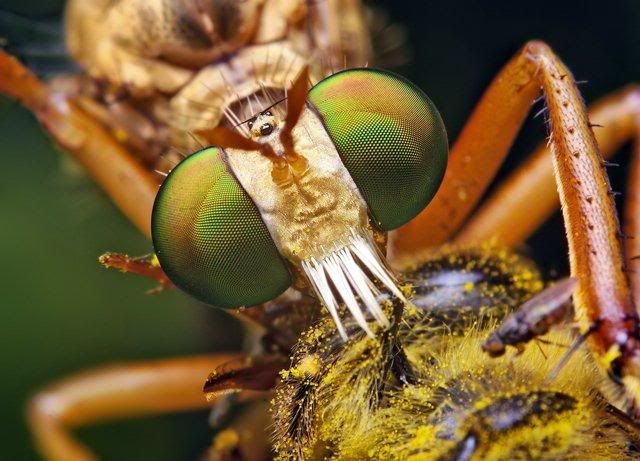 macro-photography-7_03.jpg