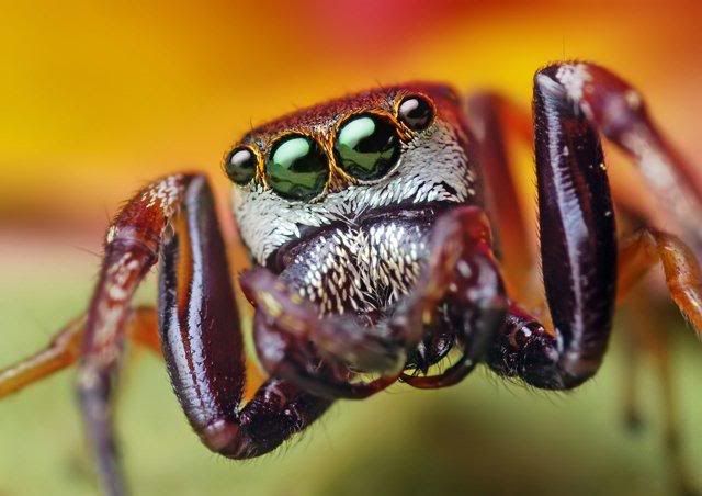macro-photography-7_04.jpg