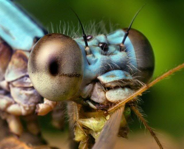 macro-photography-7_07.jpg