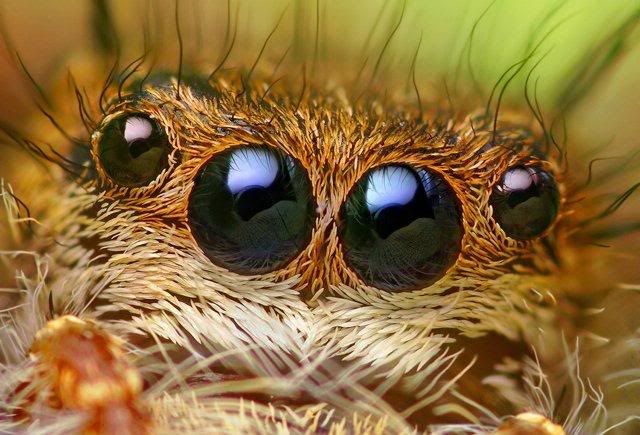 macro-photography-7_08.jpg