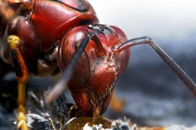 macro-photography-7_09.jpg