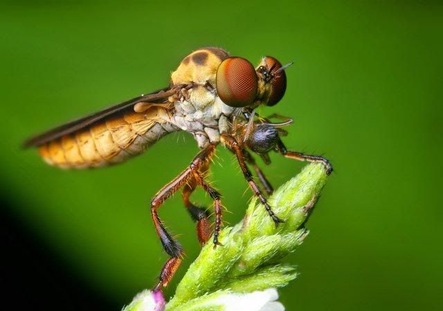 macro-photography-7_10.jpg