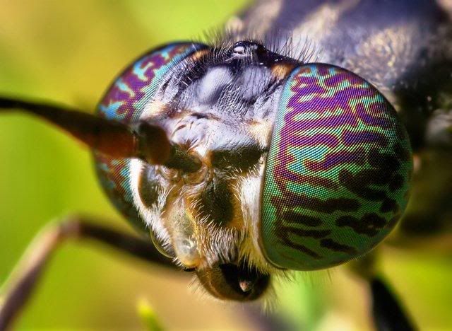 macro-photography-7_11.jpg