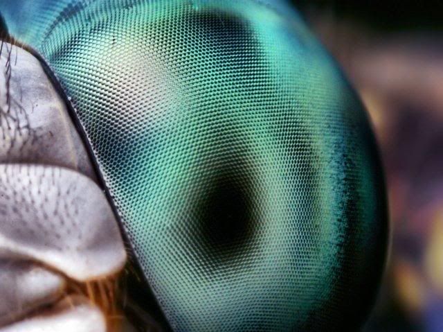 macro-photography-7_12.jpg