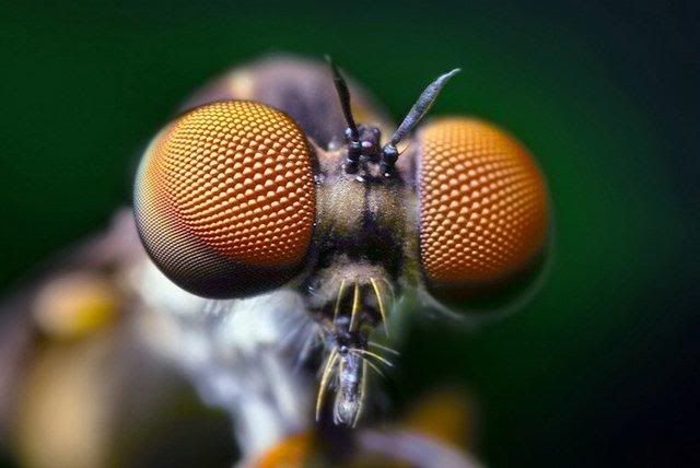 macro-photography-7_13.jpg