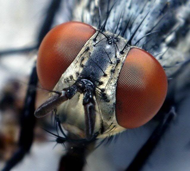 macro-photography-7_14.jpg