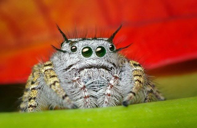 macro-photography-7_15.jpg