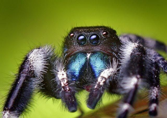 macro-photography-7_16.jpg