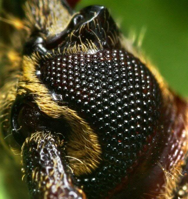 macro-photography-7_17.jpg