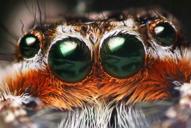 macro-photography-7_18.jpg