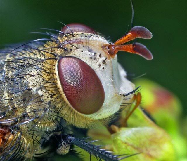 macro-photography-7_20.jpg