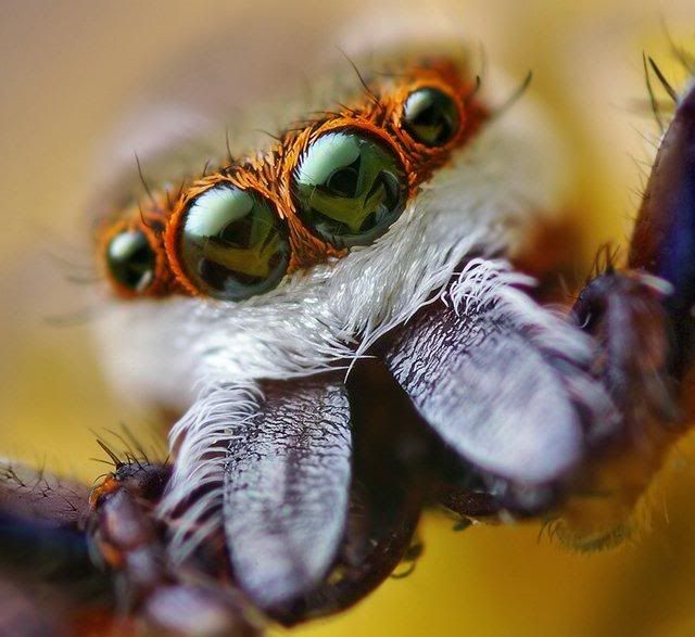 macro-photography-7_23.jpg