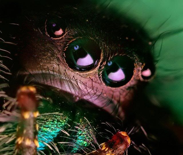 macro-photography-7_24.jpg