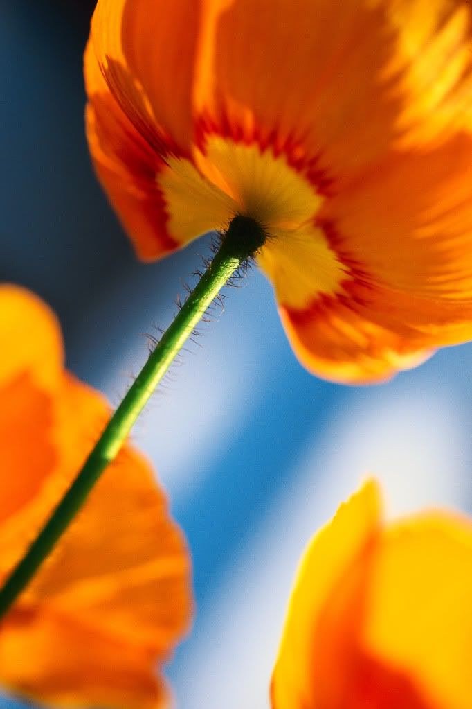 DigitalStockCollection-VisionofN-18.jpg