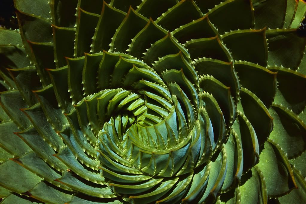 DigitalStockCollection-VisionofN-24.jpg