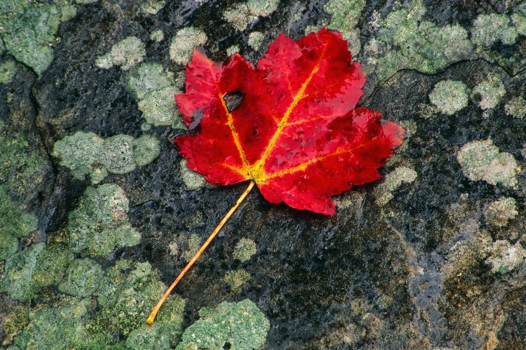 DigitalStockCollection-VisionofN-26.jpg