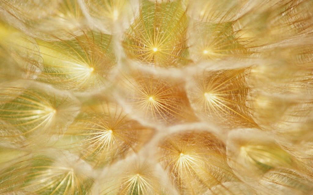 Dandelion_Fury.jpg