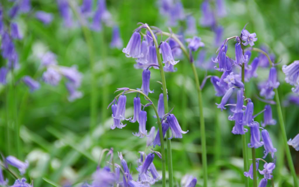 English_Bluebells.jpg