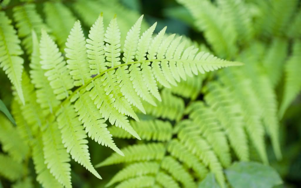 Fern.jpg