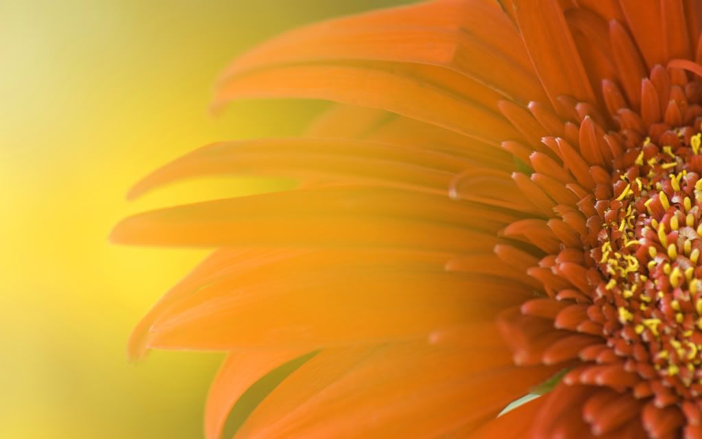 Flower_Explosion.jpg