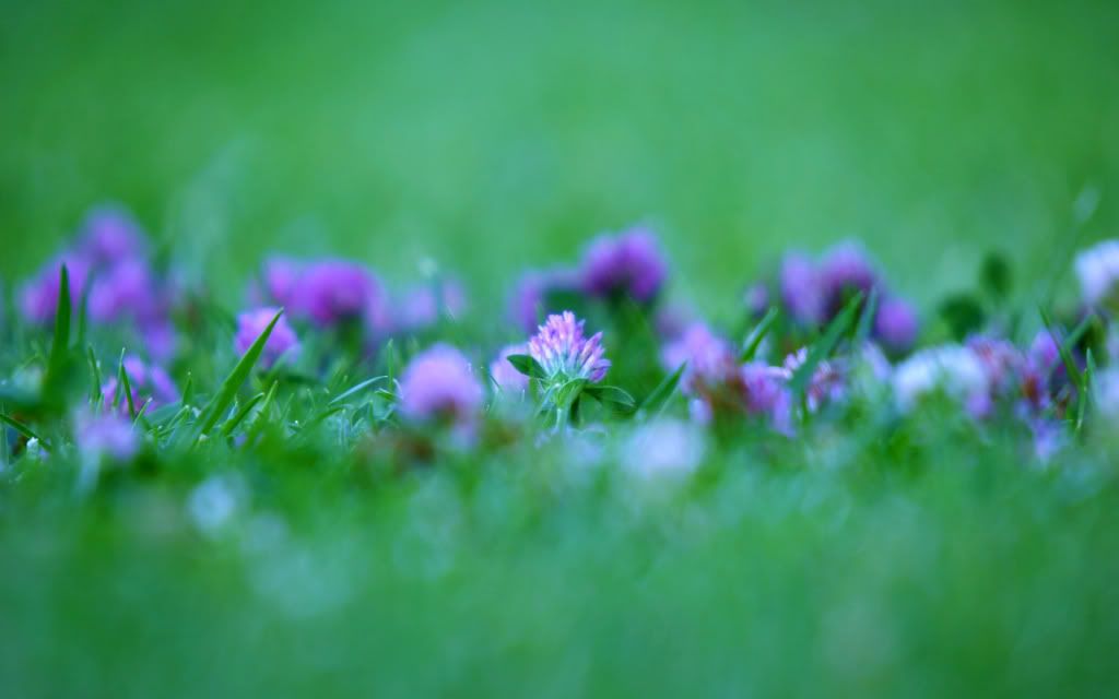 Madrid_Flowers.jpg