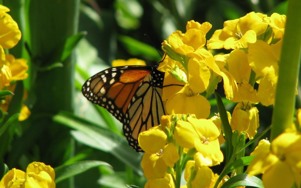 Monarch_Summer.jpg