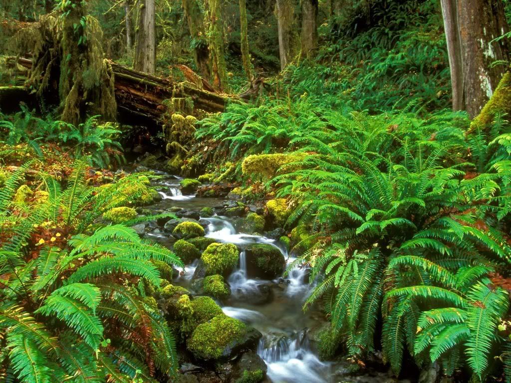 RainforestStreamOlympicNationalPark.jpg