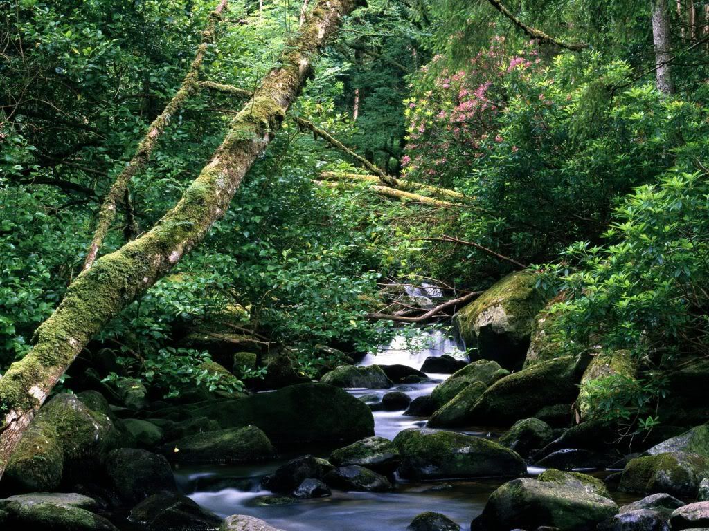 TheOwengarriffRiverKillarneyNationa.jpg