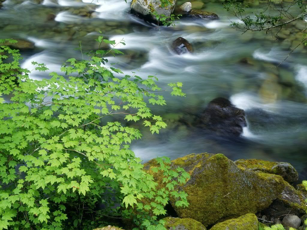 VineMaplesHangOvertheSolDucRiverOly.jpg