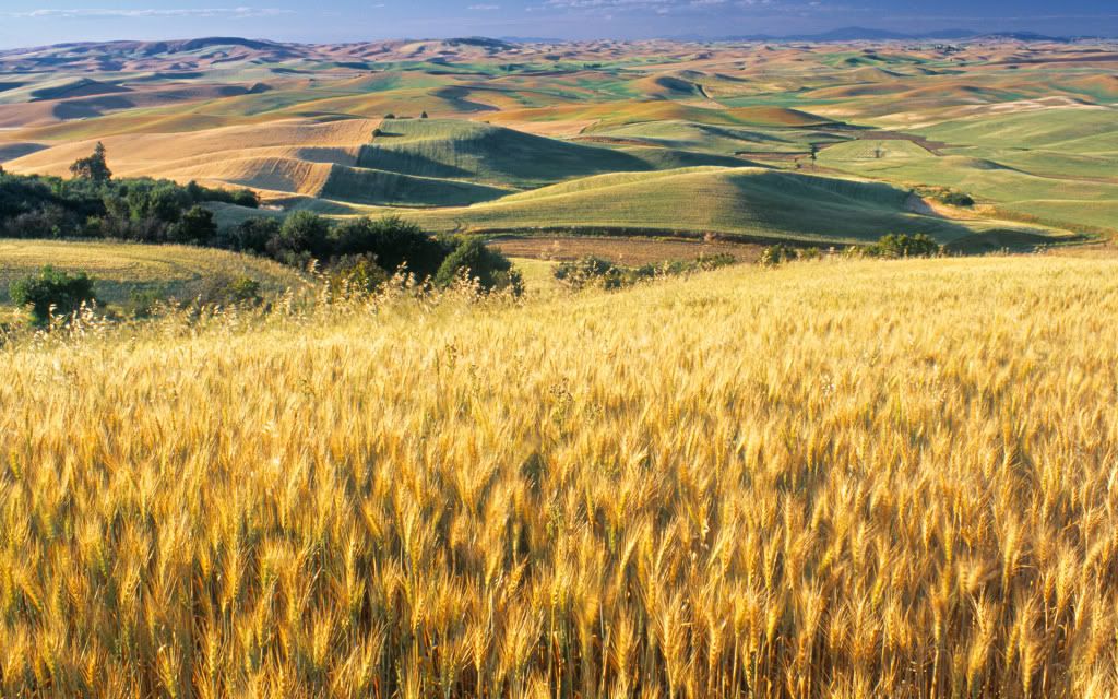 Wheat_Fields.jpg