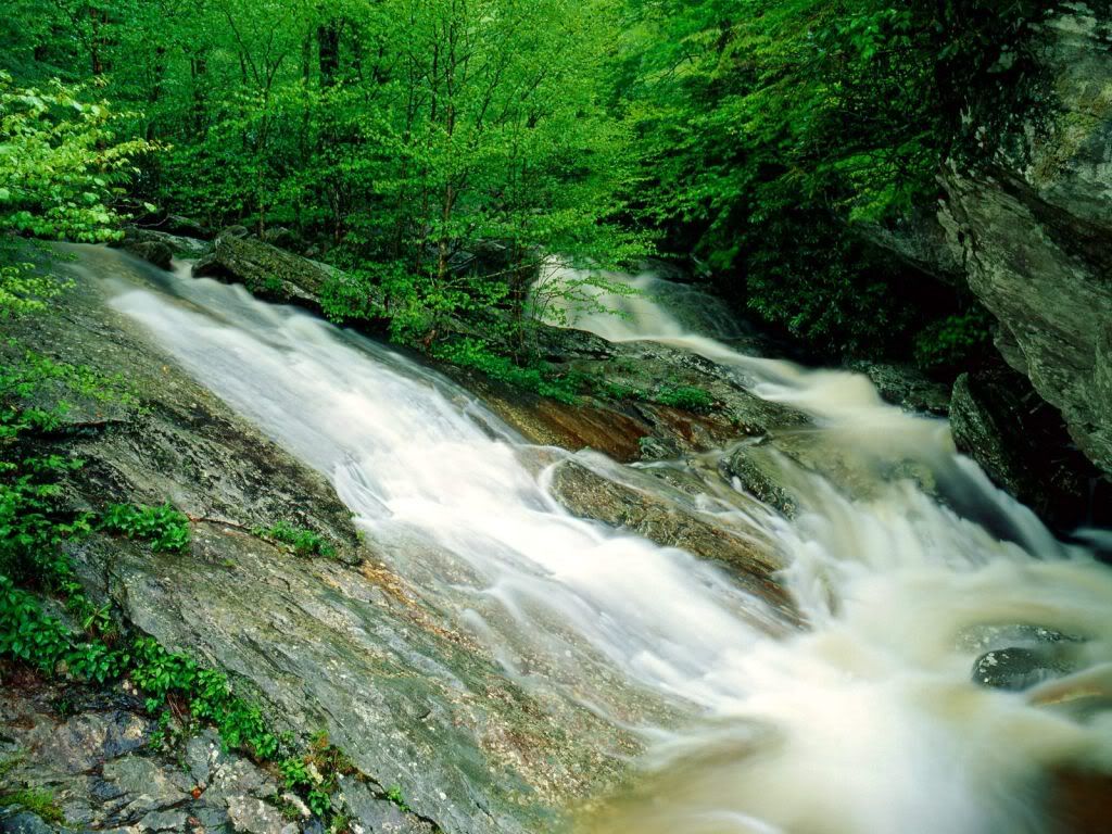 WilsonCreekPisgahNationalForestNort.jpg